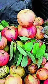 ‘allahabadi Guava’ To Enter England & Dubai Markets | Allahabad News – Times of India