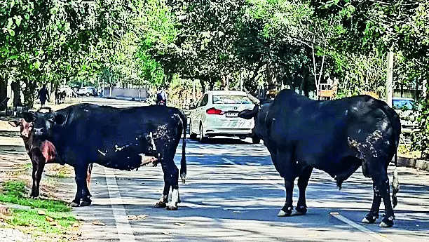 Stray cattle amid low visibility: A double whammy