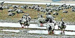 River mouth turns haven for winged guests