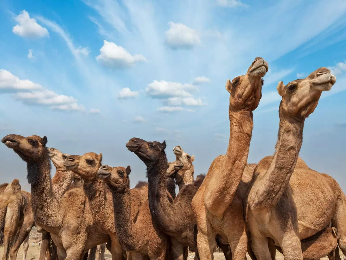 Famous fairs in India that showcase cultural diversity