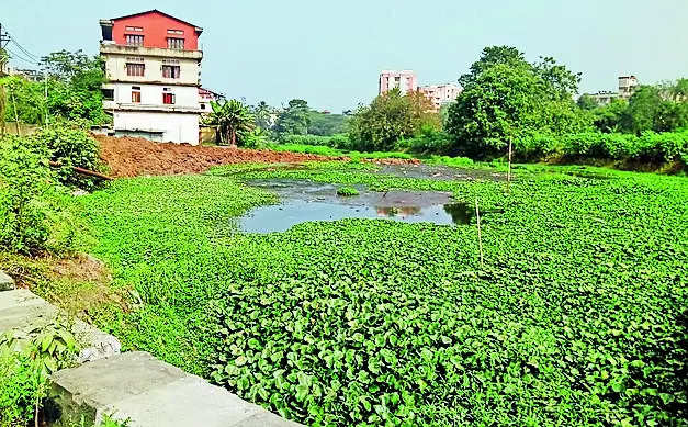 Choking of Borsola Beel in Guwahati due to Encroachment and Pollution | Guwahati News – Times of India