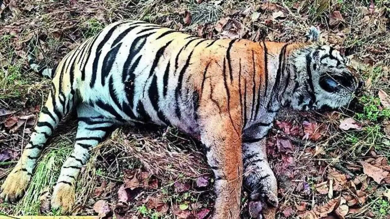 Feline feast: Tadoba tiger turns cannibal, consumes flesh of another
