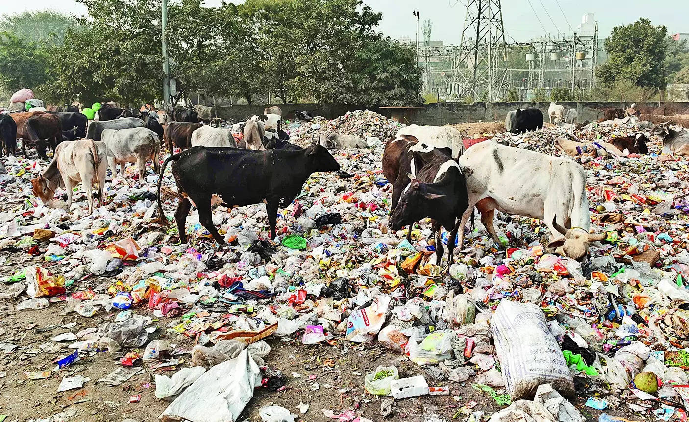 ₹80cr not paid: Ecogreen on strike, stops waste collection | Gurgaon News – Times of India