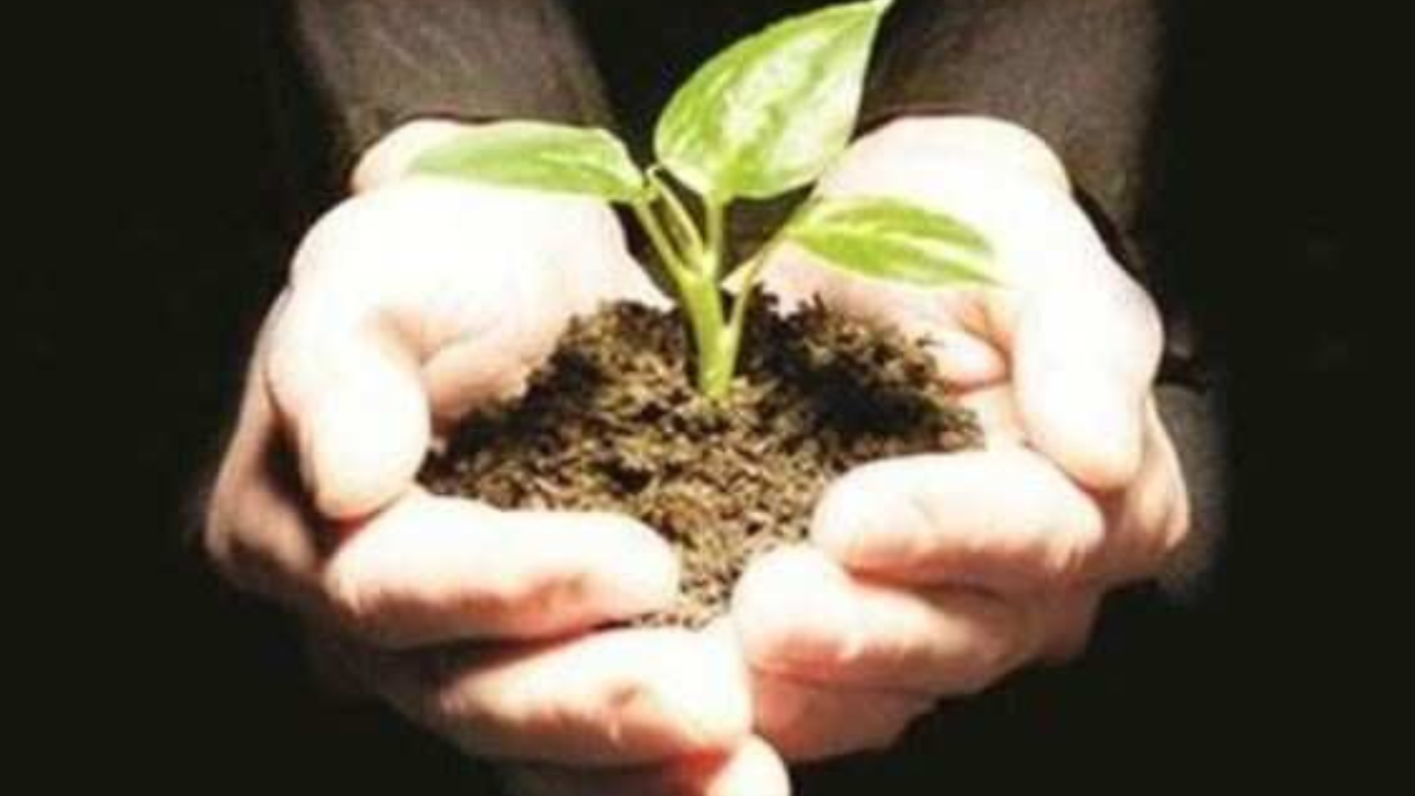 Delhi Achieves 75% Of Total Plantation Target | Delhi News – Times of India