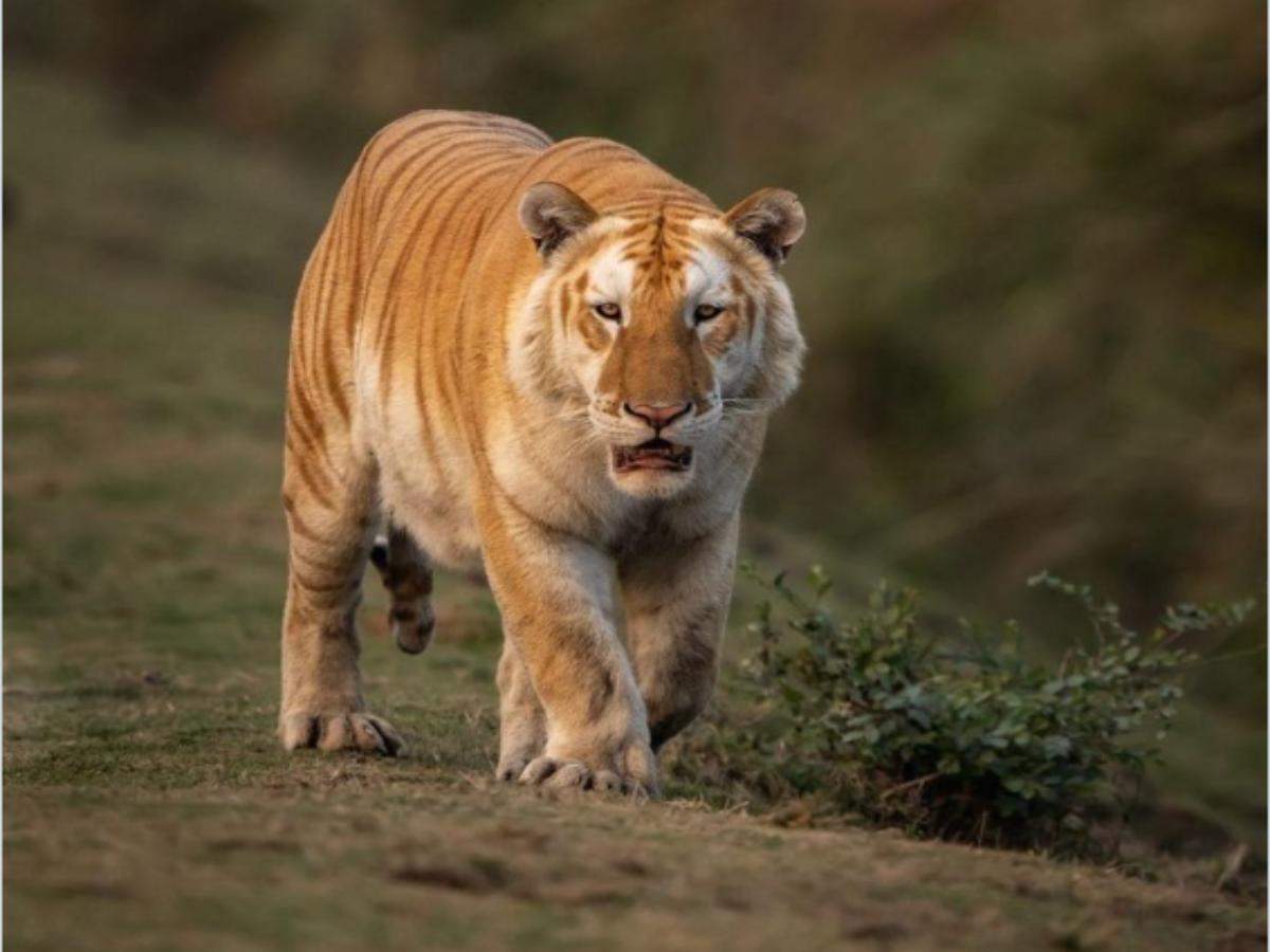 Rare golden tiger sighting in Kaziranga National Park stuns people