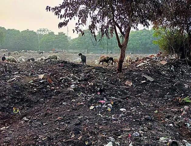 Garbage Dump 200m from Greater Noida Authority’s Office | Noida News – Times of India