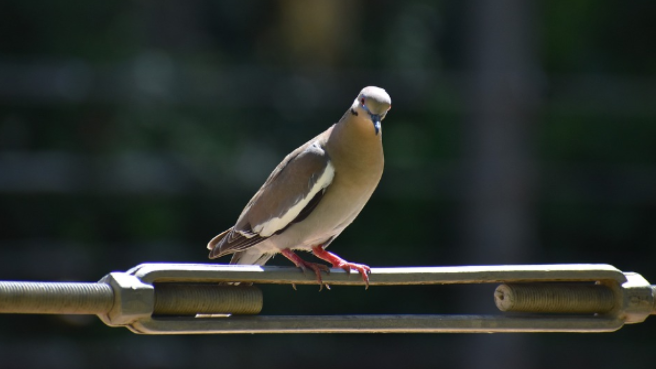 Suspected spy pigeon released after 8 months: Mumbai police | Mumbai News – Times of India