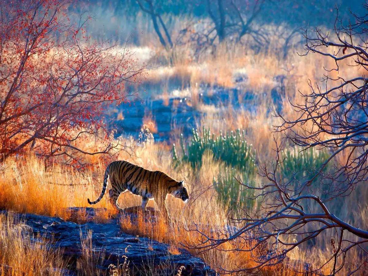Top wildlife sanctuaries in Rajasthan that you should bookmark
