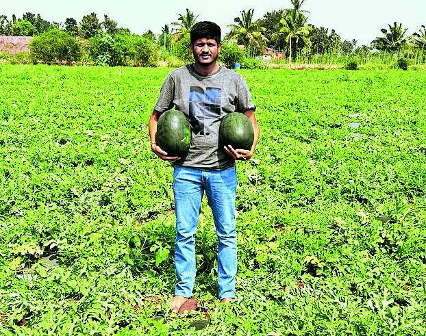 MBA Grad Turns Farmer: A Journey from Pinstripes to Farmland | Hubballi News – Times of India