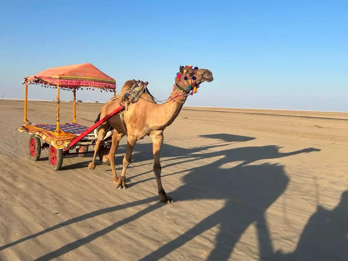 6 things to do at the Great Rann of Kutch