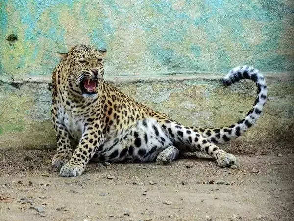 Leopard involved in road accident rescued by Wildlife SOS | Pune News – Times of India