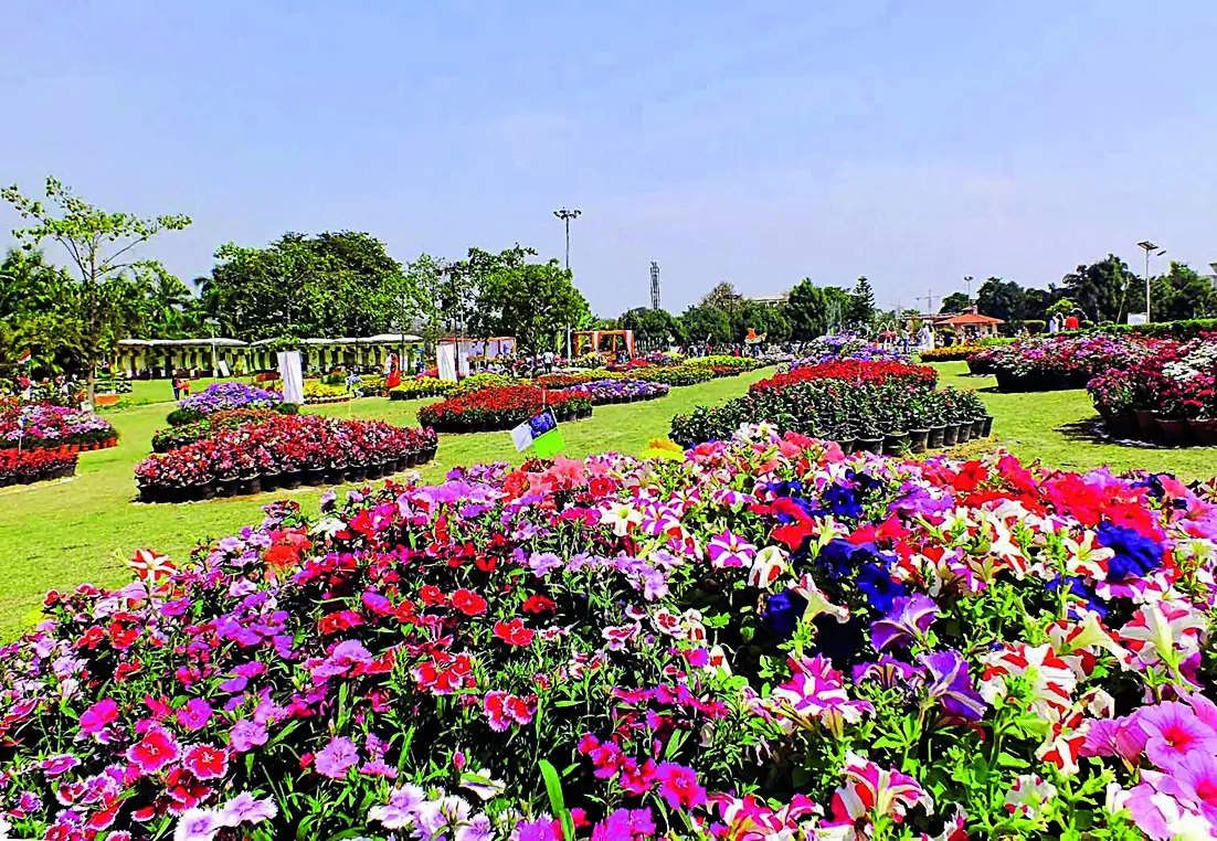 Dahlia To Bonsai, Flower Show Set For A Comeback | Noida News – Times of India