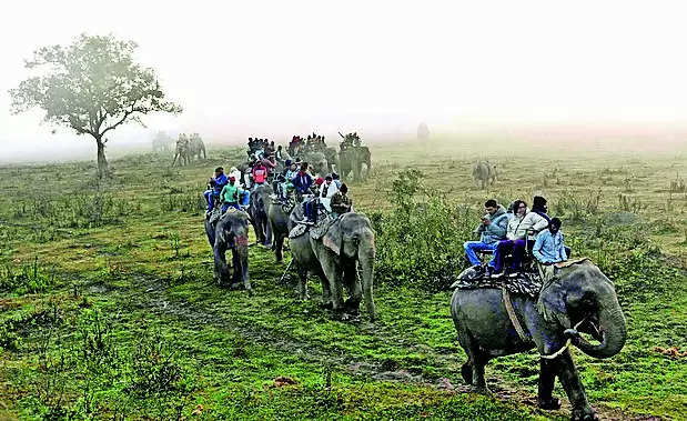 Record number of tourists visit Kaziranga since Oct last year | – Times of India