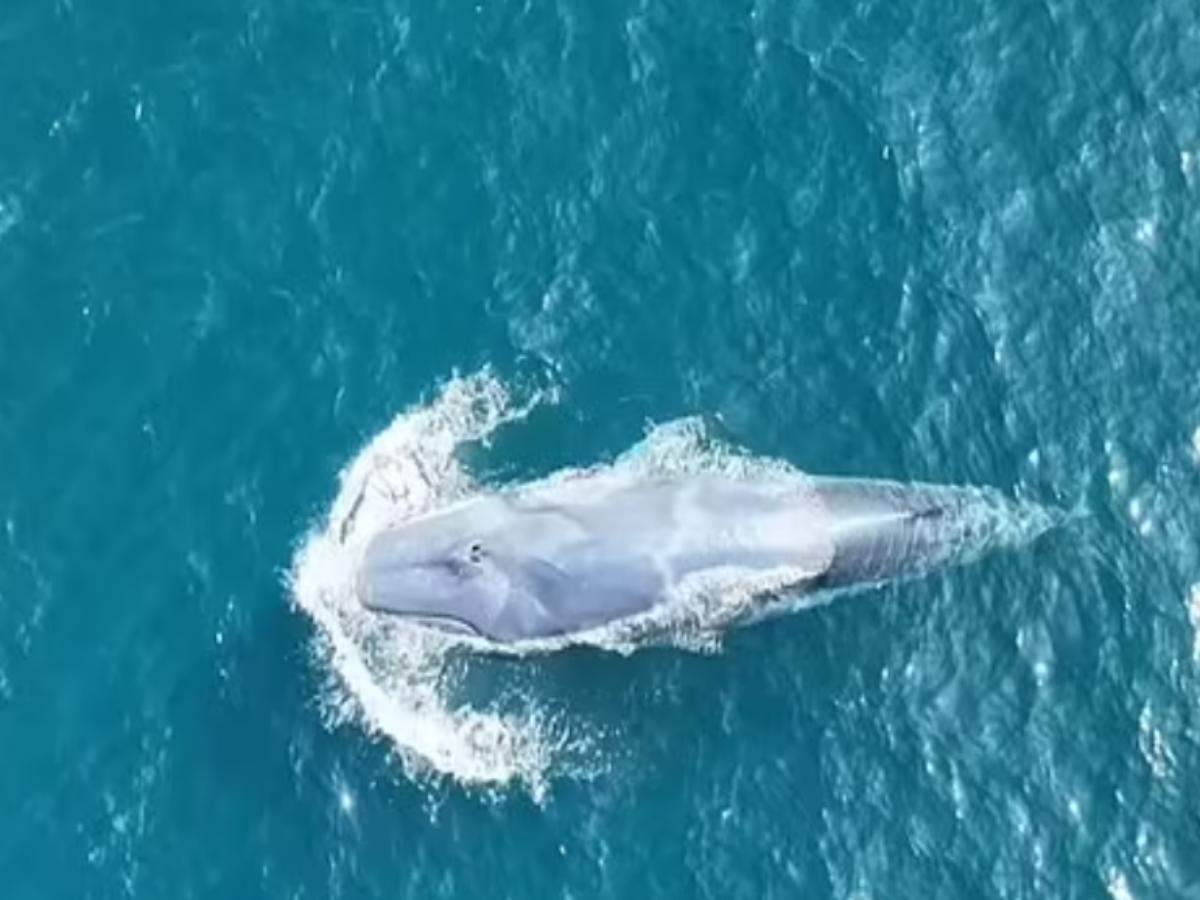 World’s rarest all-white Omura’s whale spotted off the coast of Thailand