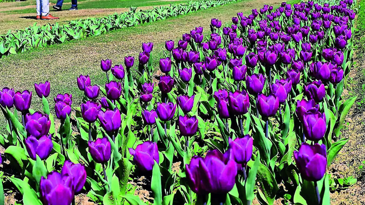 Spring in Delhi’s steps, 12-day tulip festival begins today | Delhi News – Times of India