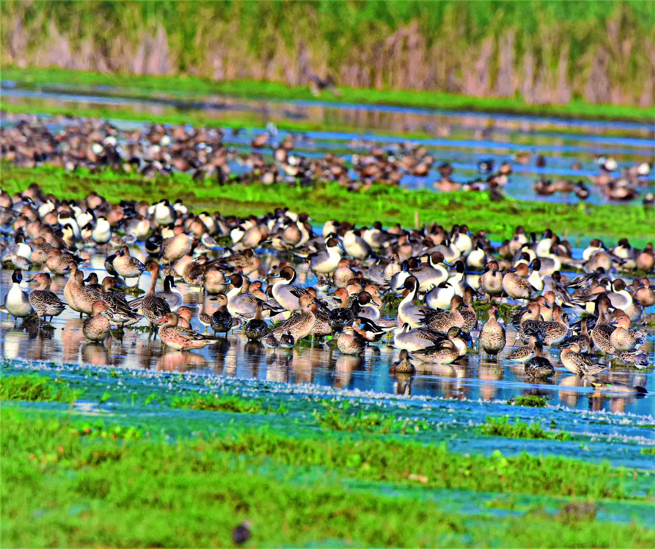 Spike in Bird Sighting: Increase in Species During Inland/Wetlands Bird Census in Chennai | Chennai News – Times of India