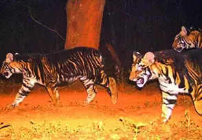 Concern after Similipal loses 2 tigers in 11 months | Bhubaneswar News – Times of India