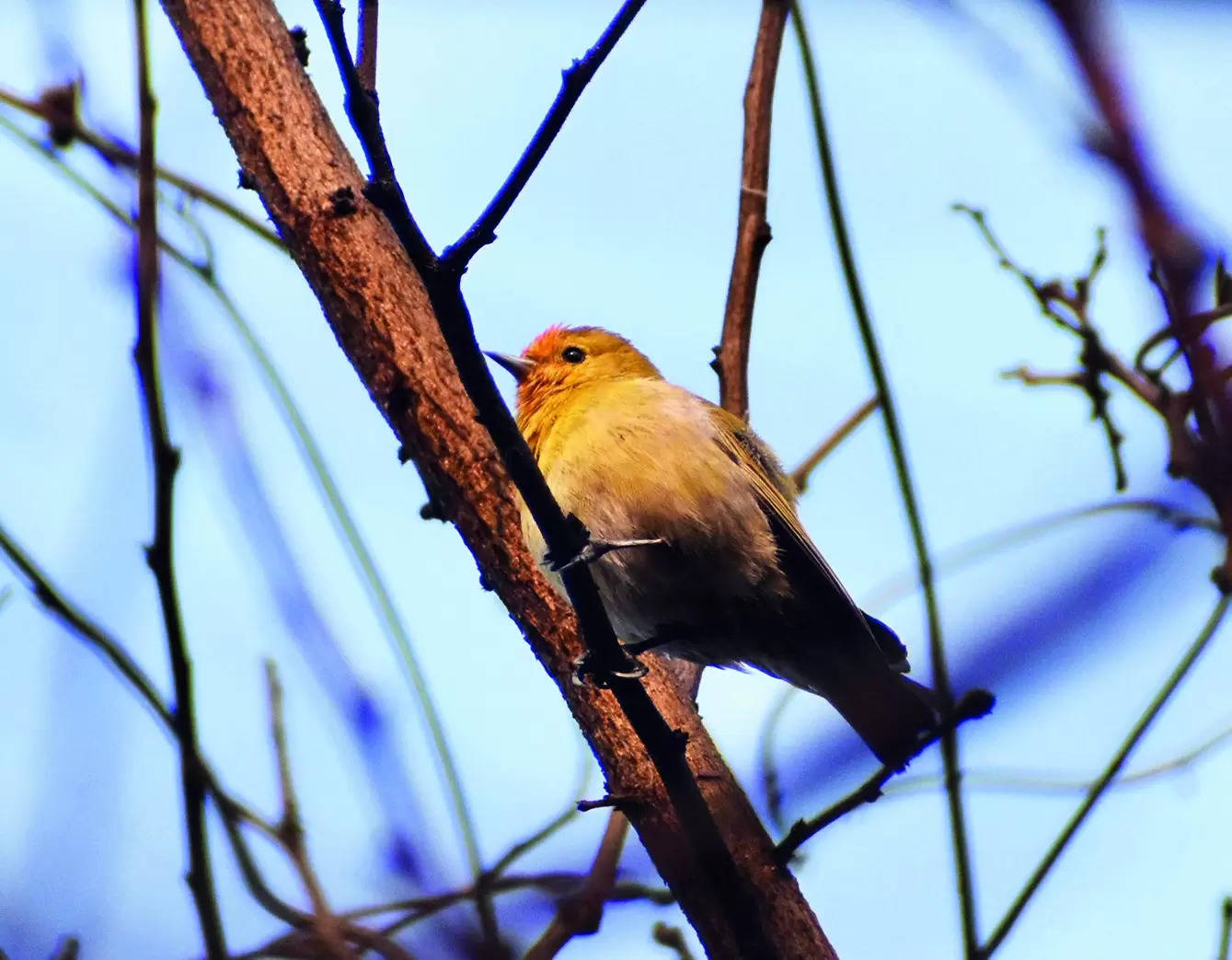 Birds reverse-migrate to city – End of Winter | Delhi News – Times of India