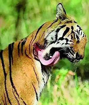 Wire Snares Make Tigers Soft Targets – Latest News | Nagpur News – Times of India