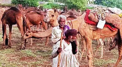 Camels: The Dependable Means of Transport in the Dense Forest of Chhattisgarh | Nagpur News – Times of India