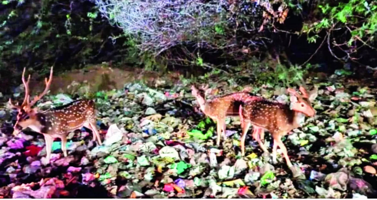 Pic of deer feeding on trash near reserve forest sparks outrage