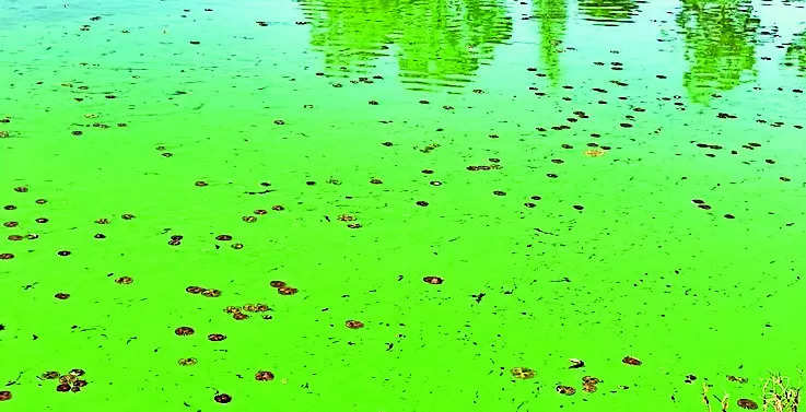 Residents and Tourists Demand Cleaning of Polluted Yercaud Lake | Coimbatore News – Times of India