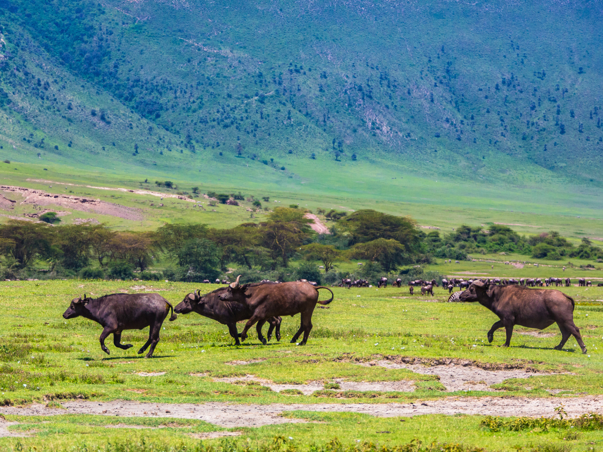 Top 10 wildlife sanctuaries dedicated to  saving endangered species