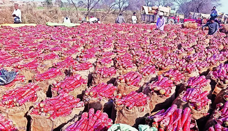 Sriganganagar farmers find success in carrot cultivation | Jaipur News – Times of India