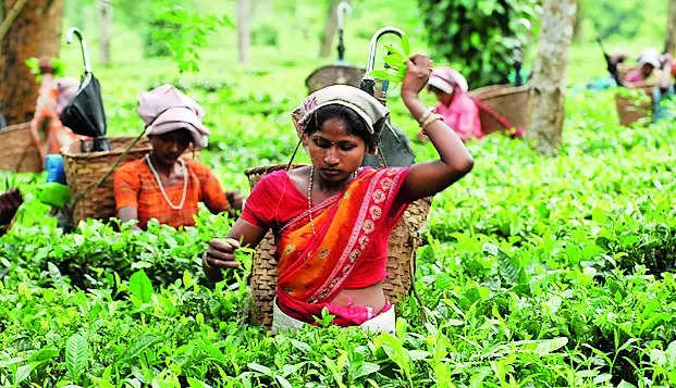 Lens on Insecticide Use in Tea: Potential Harm to Human Health and Environment | – Times of India