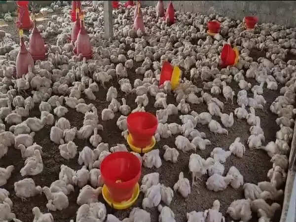 Bird flu: Andhra Pradesh officials destroy eggs in Nellore
