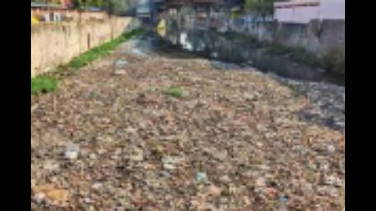 Buckingham Canal choked with garbage and sewage | Chennai News – Times of India