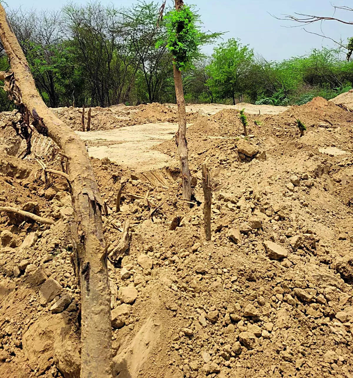 Bijwasan rail terminal not on ‘protected’ forest land: NGT | Delhi News – Times of India