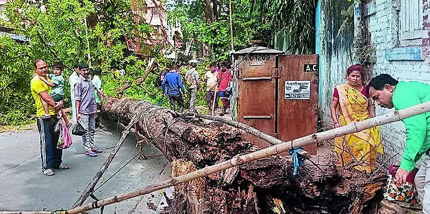 Two injured as old tree falls on road in Kolkata | Kolkata News – Times of India