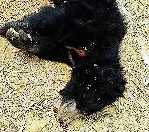 Two sloth bears electrocuted | Nagpur News – Times of India