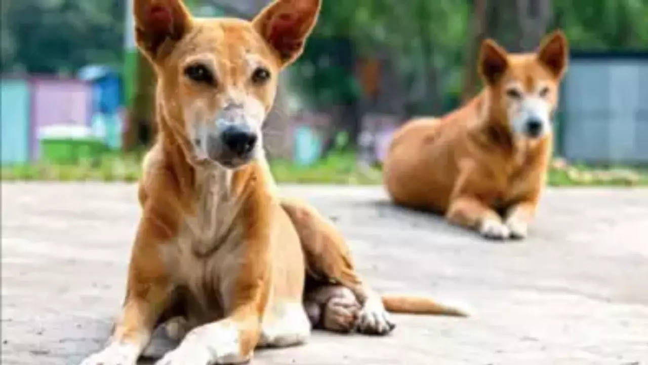 Dog Killers at Large: Police Analyzing Forensic Evidence, No Leads Yet | Hyderabad News – Times of India