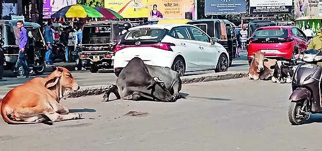 Stray cattle menace plagues commuters on Steel City roads