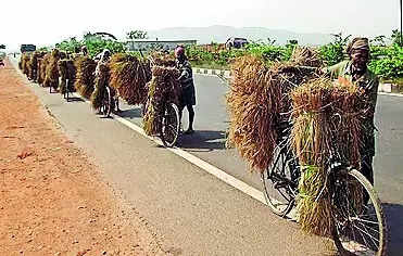 Kendrapada farmers forced to sell paddy below MSP rates