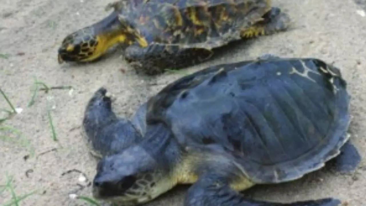 Turtle boom at Goa’s four nesting sites brings cheer | Goa News – Times of India