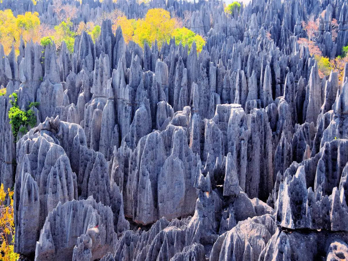 Tsingy de Bemaraha, the world's most incredible stone forest and biodiversity haven