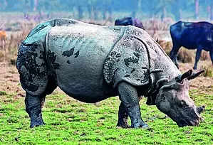 Man killed by rhino in Majuli, villagers blame forest dept