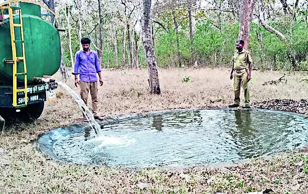 Dry condition prevailing in MTR a cause for concern | Coimbatore News – Times of India