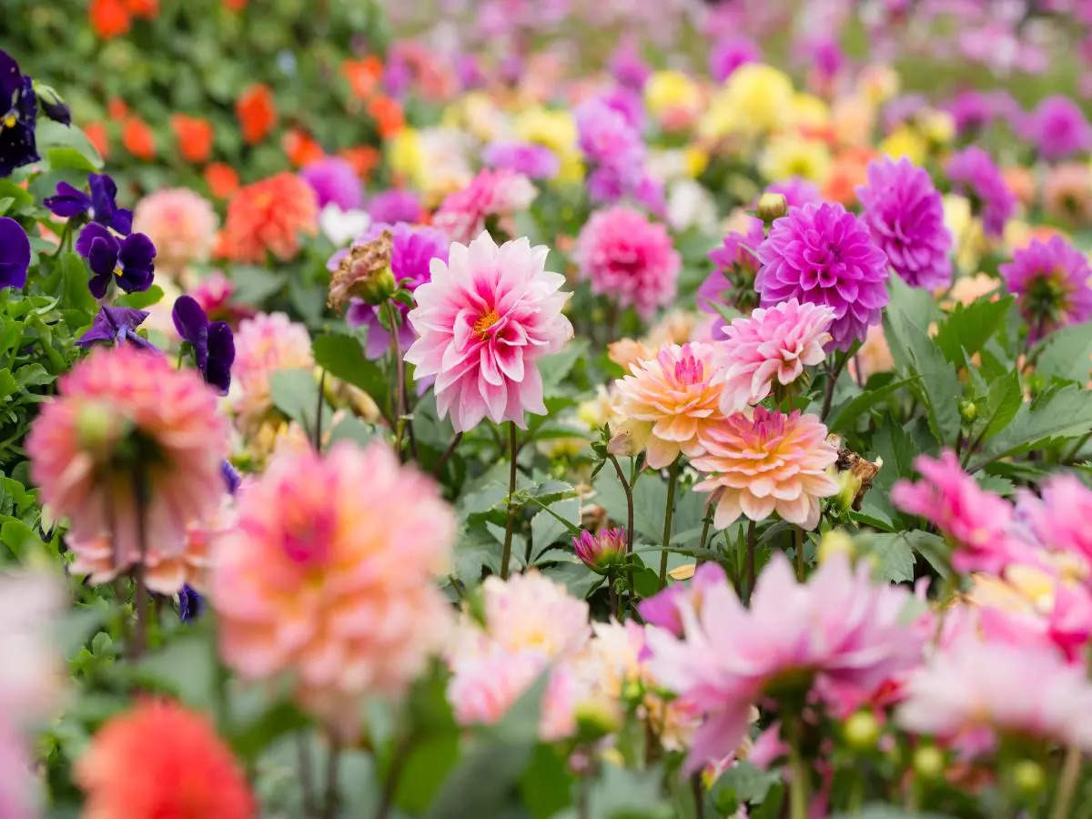 Noida to host 3-day ‘Noida Flower Show’ from Feb 22; check key details here