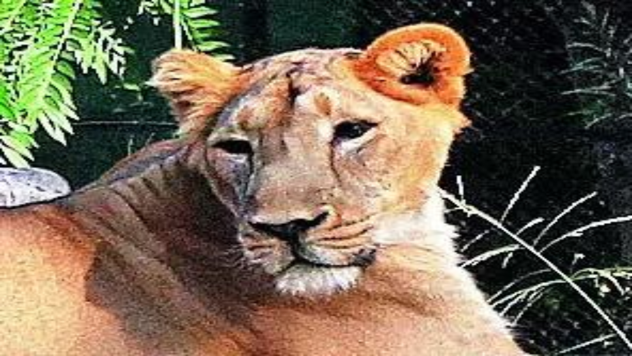 High court: Rename lioness to avoid controversy | Kolkata News – Times of India