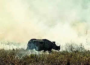 Forest department issues alert after rhino attack | Guwahati News – Times of India