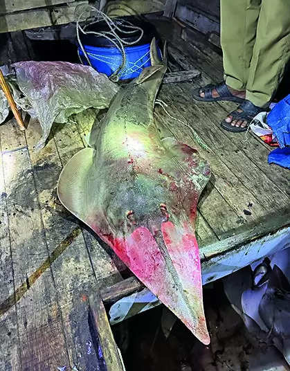 Bangladeshi Fishermen Arrested with Critically Endangered Guitarfish | Kolkata News – Times of India