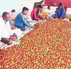 Farmers taste cash flow with strawberries in Raj Jaipur | Jaipur News – Times of India