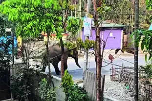 Sec 144 imposed near Siliguri after jumbo intrusion | Kolkata News – Times of India