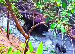 Elephant Calf Rescued from Canal in Pollachi Forest Range | Coimbatore News – Times of India