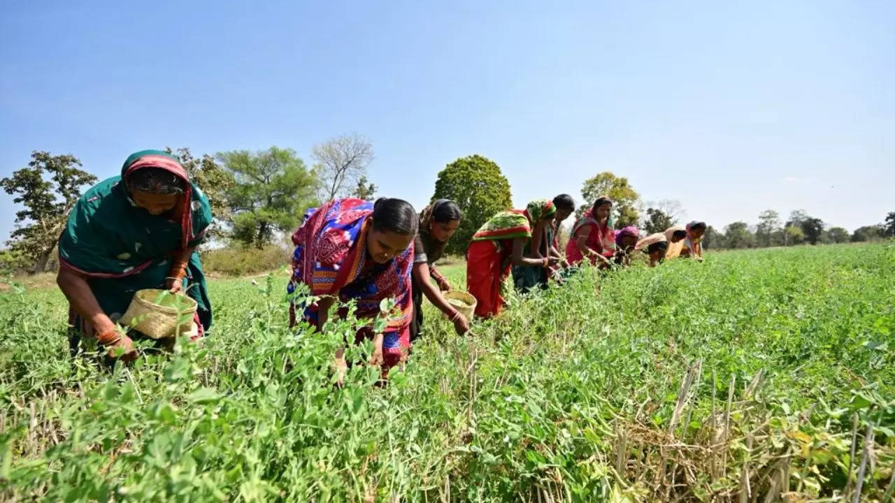 Odisha Increases Area Coverage for Rice Fallow Management Five-Fold | Bhubaneswar News – Times of India