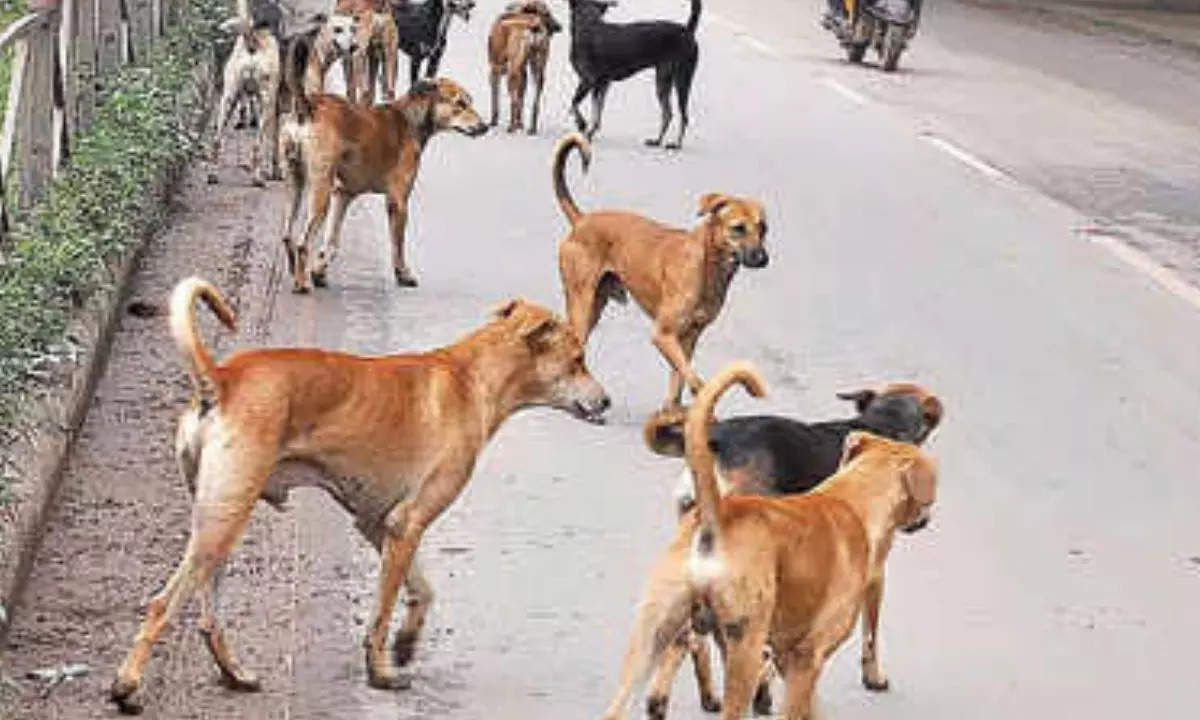 20-time rise in dog bite cases in state: Eco Survey | Patna News – Times of India